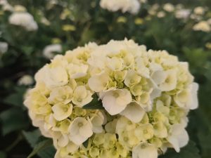 Cẩm Tú Cầu Trắng Tự Nhiên