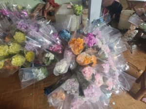 Cẩm Tú Cầu Màu Nhuộm