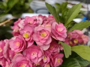 Cẩm Tú Cầu Hà Lan